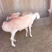 شیشک قندوزی وارداتی