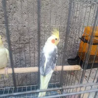 پرنده عروس هلندی