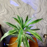 گل و گیاه آپارتمانی