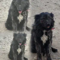 سگ نگهبان