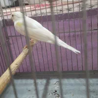قناری نر وماده روی تخم 10جفت