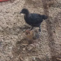 جوجه نیمچه مرغ وخروس محلی گلپایگانی ۴۵ روزه