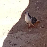 کفتر|پرنده|شیروان (خراسان), |دیوار