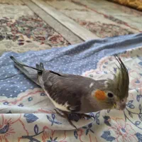 عروس هلندی