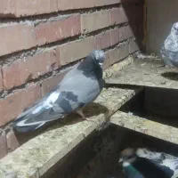 کبوتر رفتنی