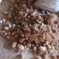 سیب زمینی بذری