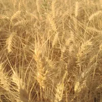 خریدوفروش زمین ویلا.مسیرجاده شورکند