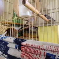 فنچ باقفس|پرنده|تهران, کیانشهر|دیوار