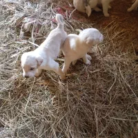 چهار عدد سگ سراب هستن همراه با مادر
