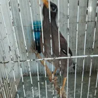مرغ‌مینا‌شش‌ماهه