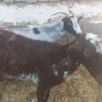 4بز