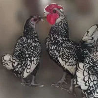 مرغ و خروس مینیاتوری سپرایت