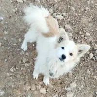 پاپی اشپیتز