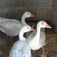 ۳ عدد غاز به صورت بک جا دانه ایی ۱۵۰۰ فروخته میشود