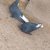نرماده زاغ دم سفید سبز بدرنگ