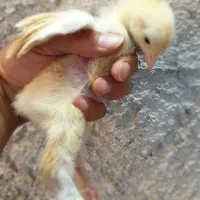 جوجه برهما