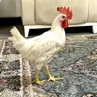 حیوانات