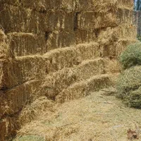 فروش یونجه