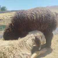 گوسفند بره