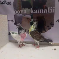 تعدادی جفتگاهی به شرط ساعت سنگین