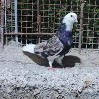 کبوتر شازده سور