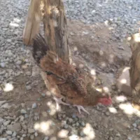 مرغ تخم گذار محلی حراج