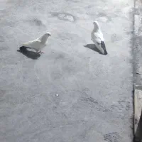 یک جفت کبوتر دمبی