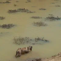 سگ ماده