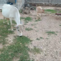 گاو و گوساله فروشی