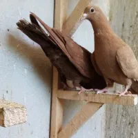 کبوتر زرد و سرخ کرمونی