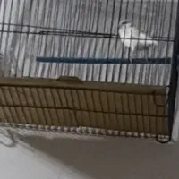 قناری نر قرص بخون