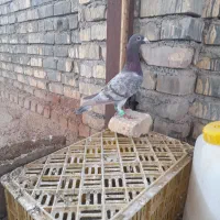 کبوتر