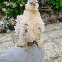 مرغ فرفری(فریزل)frizzle