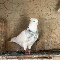 طوقی نر الماسی