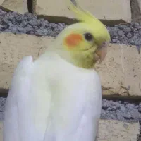 عروس هلندی