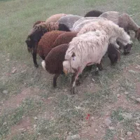 میش و بره