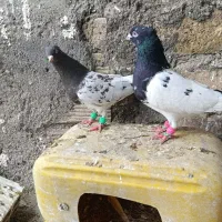 کفتر کله سیاه و مشکی نر و ماده