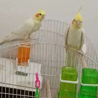 عروس هلندی لوتینو با جوجه