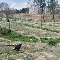 مرغ و خروس محلی لهستانی مینیاتوری جوان