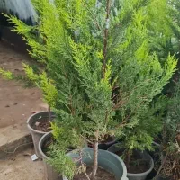 انواع نهال های کاج در نهالستان سالم نهال