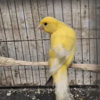 دوعدد ماده قناری و قناری خانگی