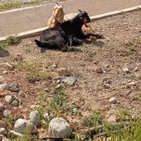۲۰راس بزکهره دار