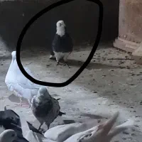 کبوتر پرشی مایه