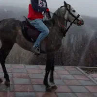 اسب نر 4ساله به شرط سلامت  قدرت سرعت.