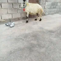 میش سفید قزل