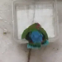 جفت طوطی برزیلی کوتوله