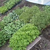 شیتیل ( نشاء) در بستان پاک عمده و خرده