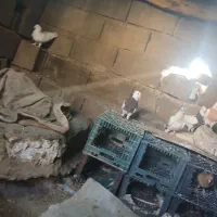 کبوتر|پرنده|لردگان, |دیوار