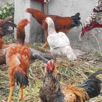 خروس و مرغ لاری و غاز