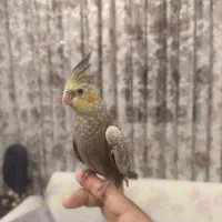 جوجه عروس هلندی های دستی دونخور